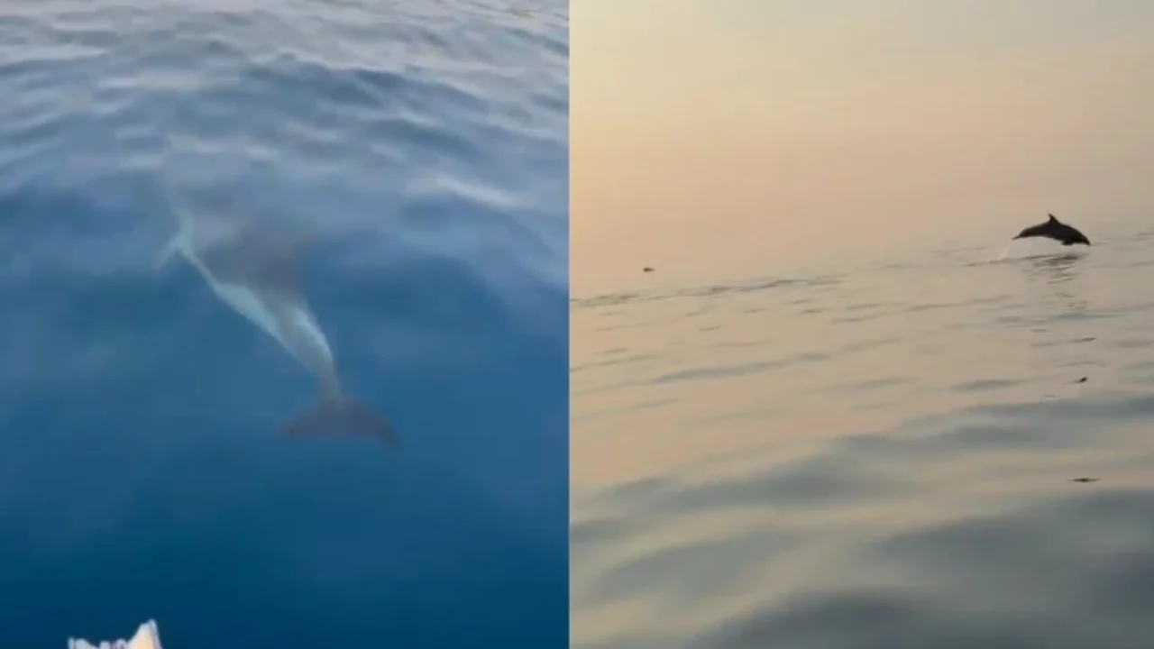 Delfinët “pushtojnë” Gjirin e Vlorës, spektakël i rrallë për turistët në udhëtimin drejt Sazanit