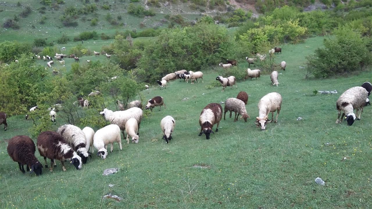 Alarm për blegtorinë në Kosovë/ Konfirmohen raste të lisë së dhenve dhe dhive në katër komuna